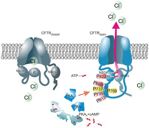 where is the cftr protein found